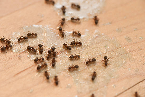 Best Cockroach Control Services  in Holly Springs, GA