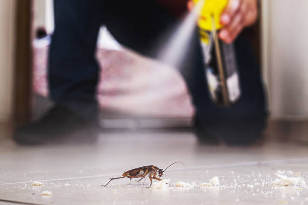 Best Termite Control Services  in Holly Springs, GA